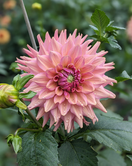 Dahlia - La Belle Epoque