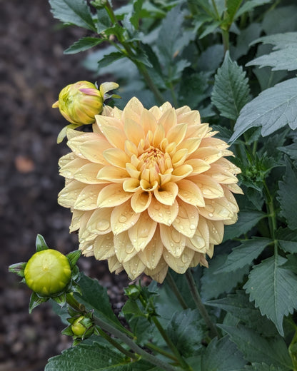 Dahlia - Kick Off