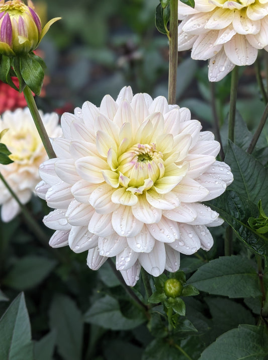 Dahlia - Diana's Memory