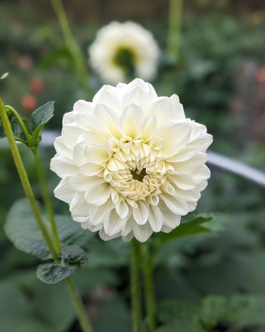 Dahlia - Bahia Blanca