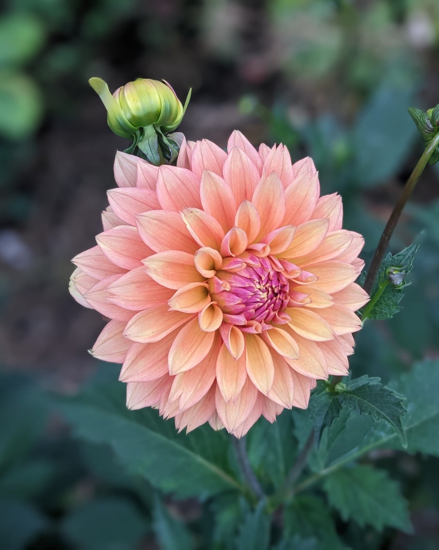 Dahlia - Kick Off