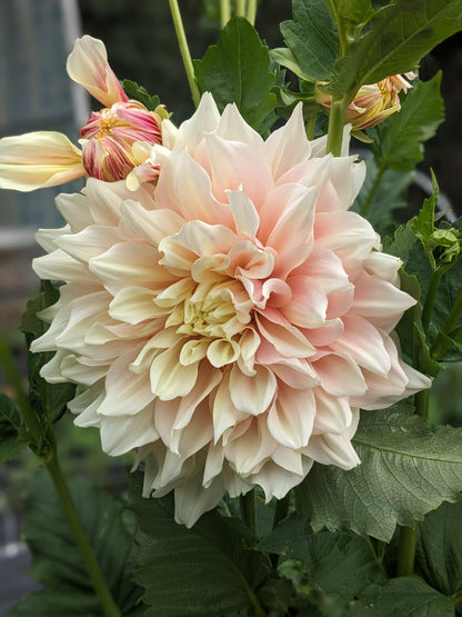 Dahlia - Break Out