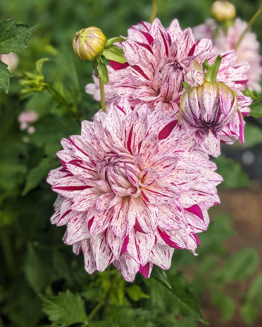 Dahlia - Bristol Fleck
