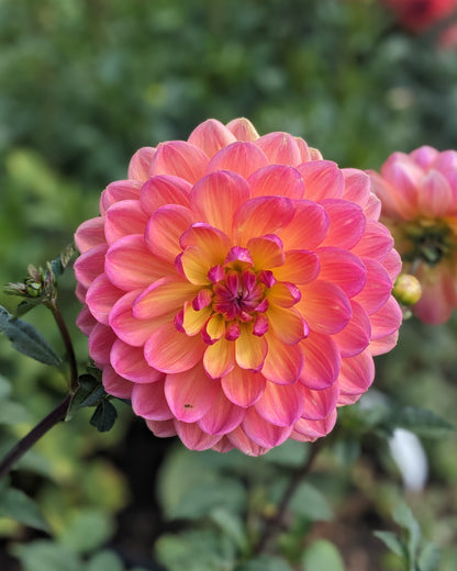 Dahlia - Pam Howden