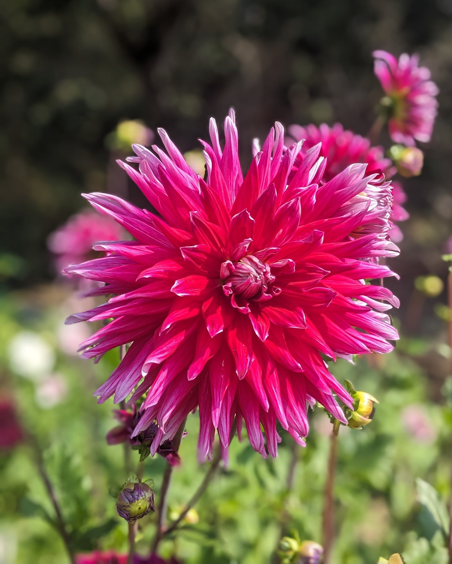 Dahlia - Grand Finale