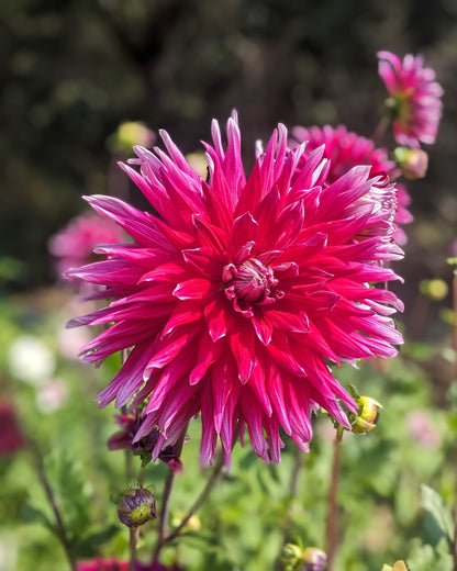 Dahlia - Grand Finale