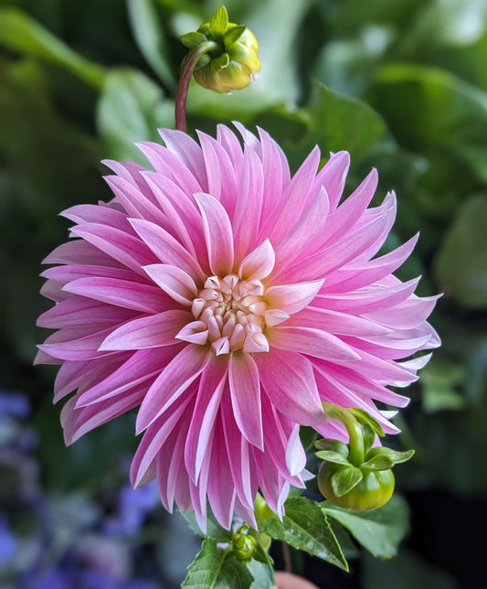 Dahlia - Alloway Candy