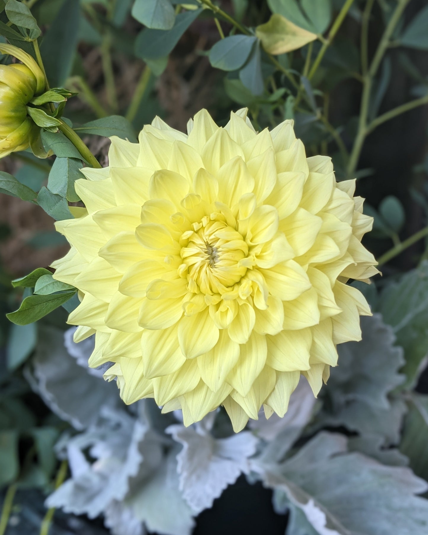 Dahlia - Shirwell Greta