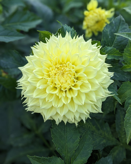 Dahlia - Big Guy Slice