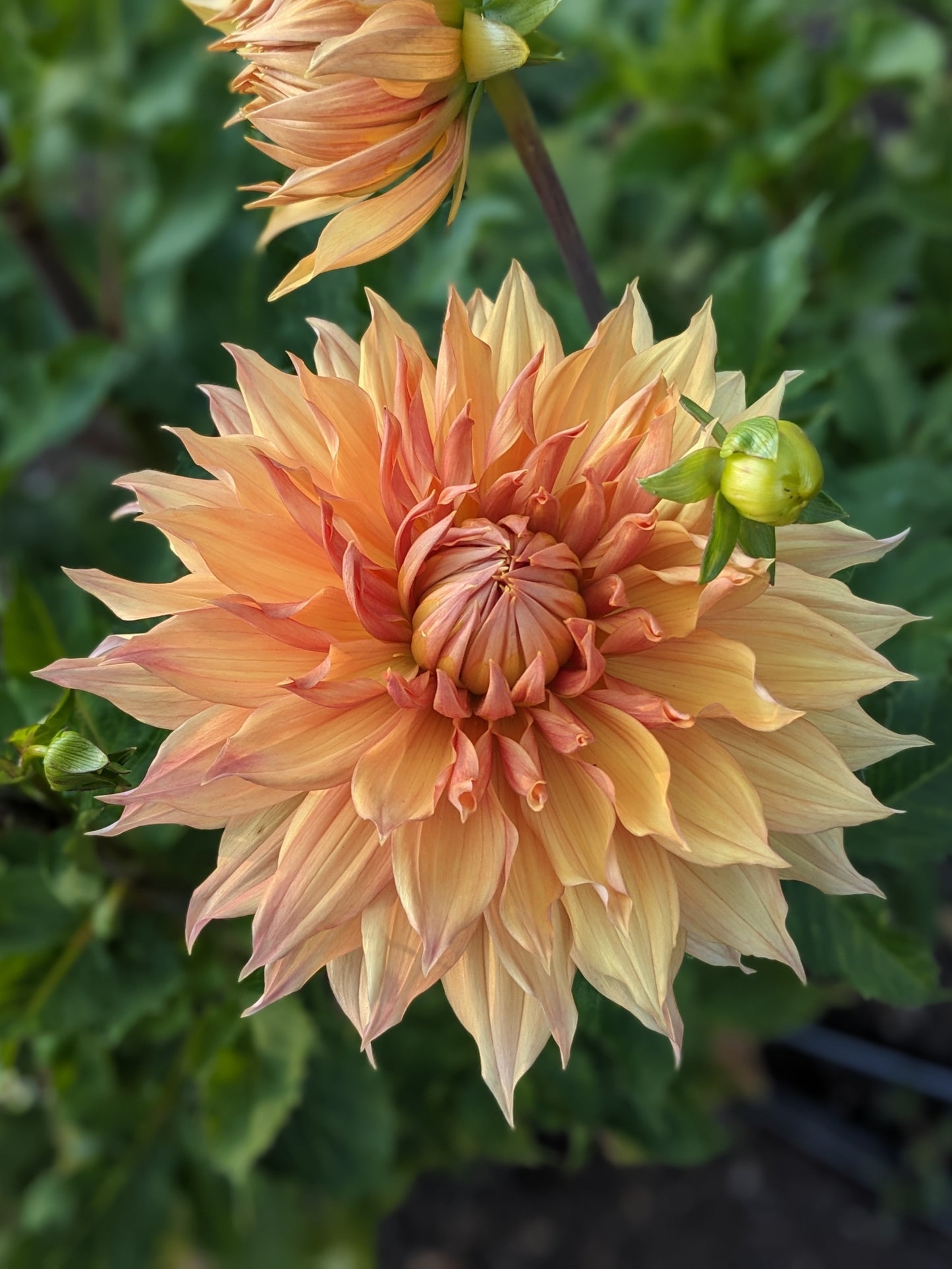 Dahlia - Hamari Gold