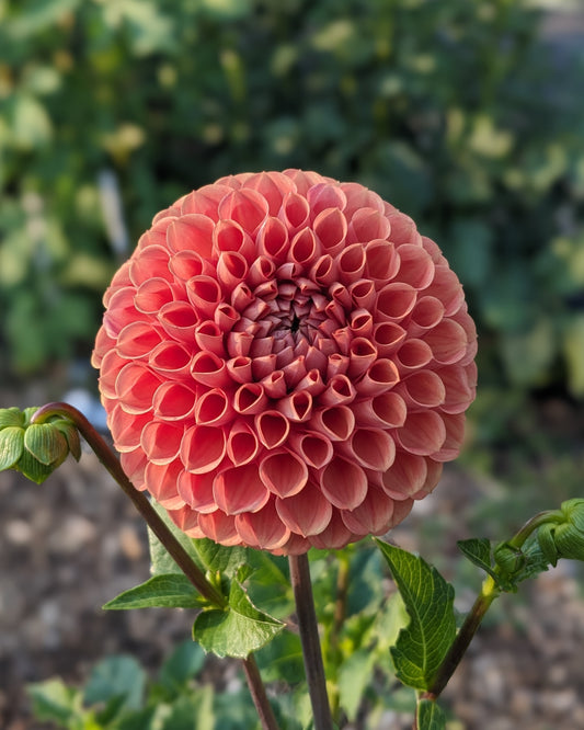 Dahlia - Cornel Bronze