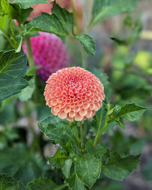Dahlia - Amber Queen