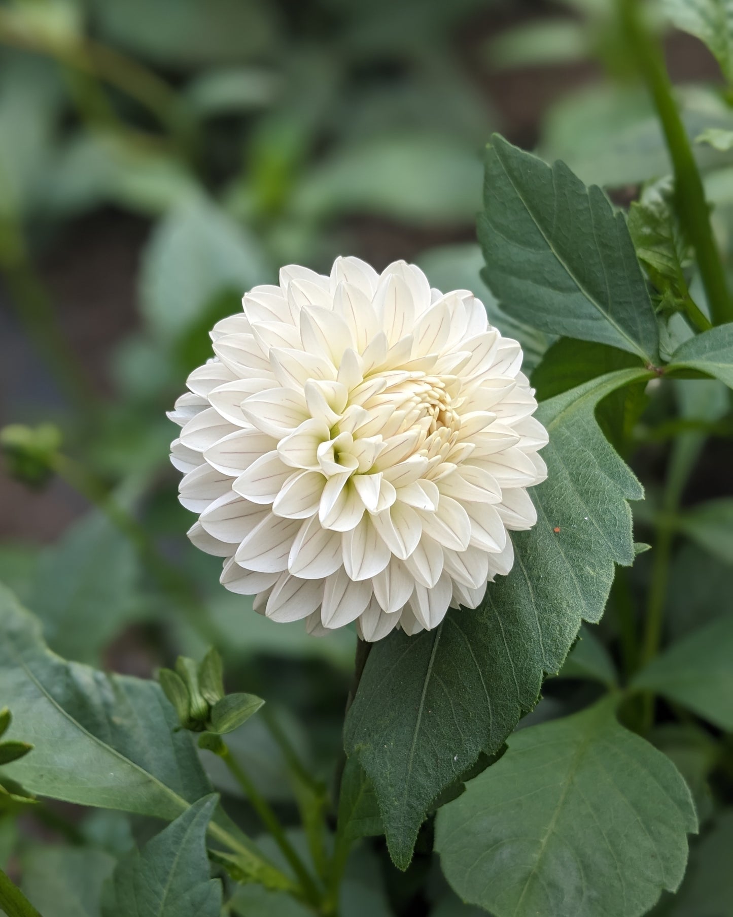 Dahlia - Bazuin Snow Owl