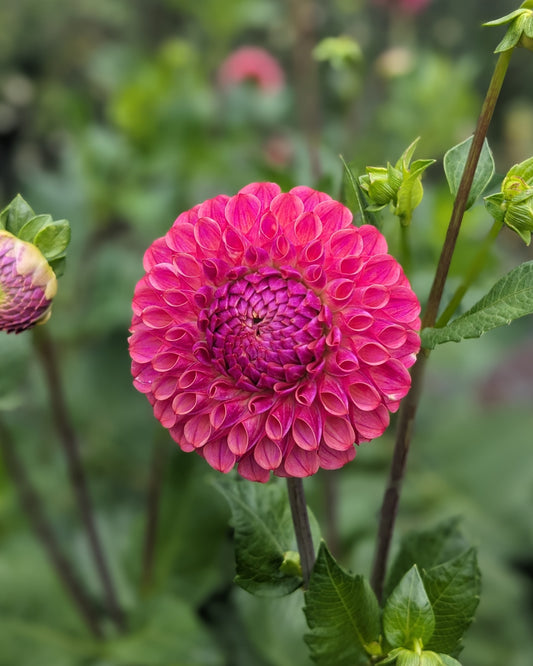 Dahlia - Caitlyn's Joy