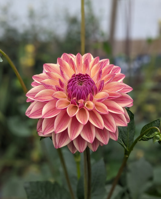 Dahlia - Dusty Beauty