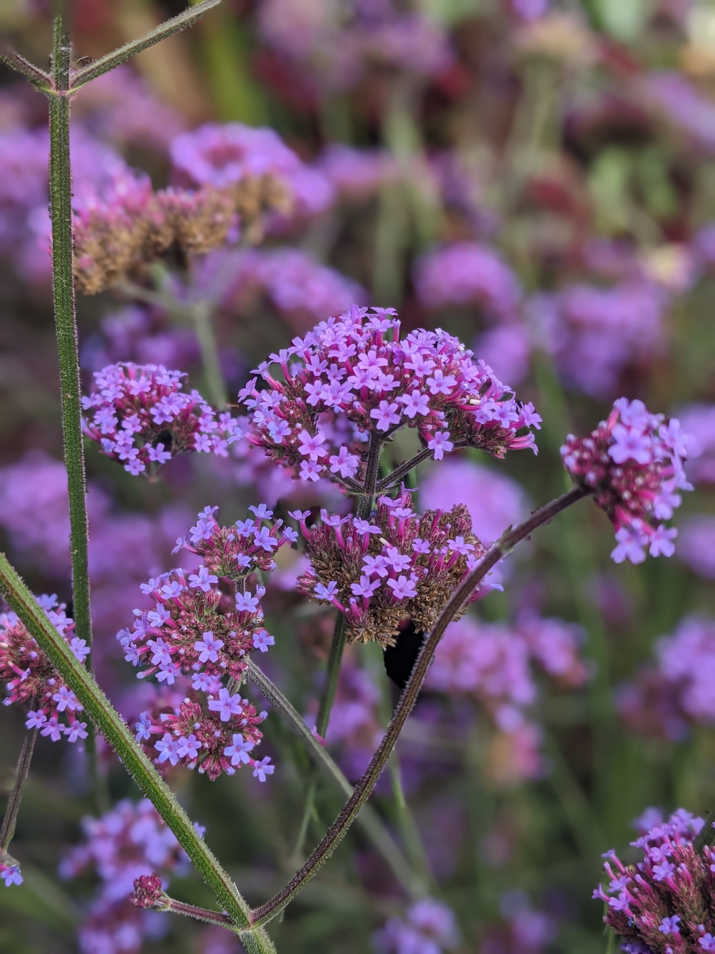 Purpletop Vervain