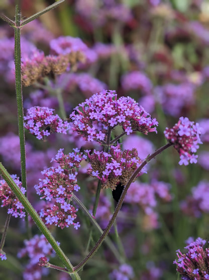 Purpletop Vervain