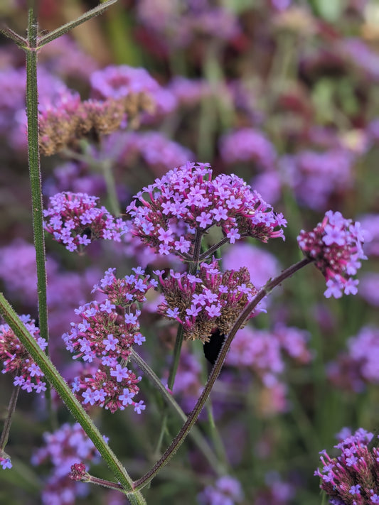 Purpletop Vervain