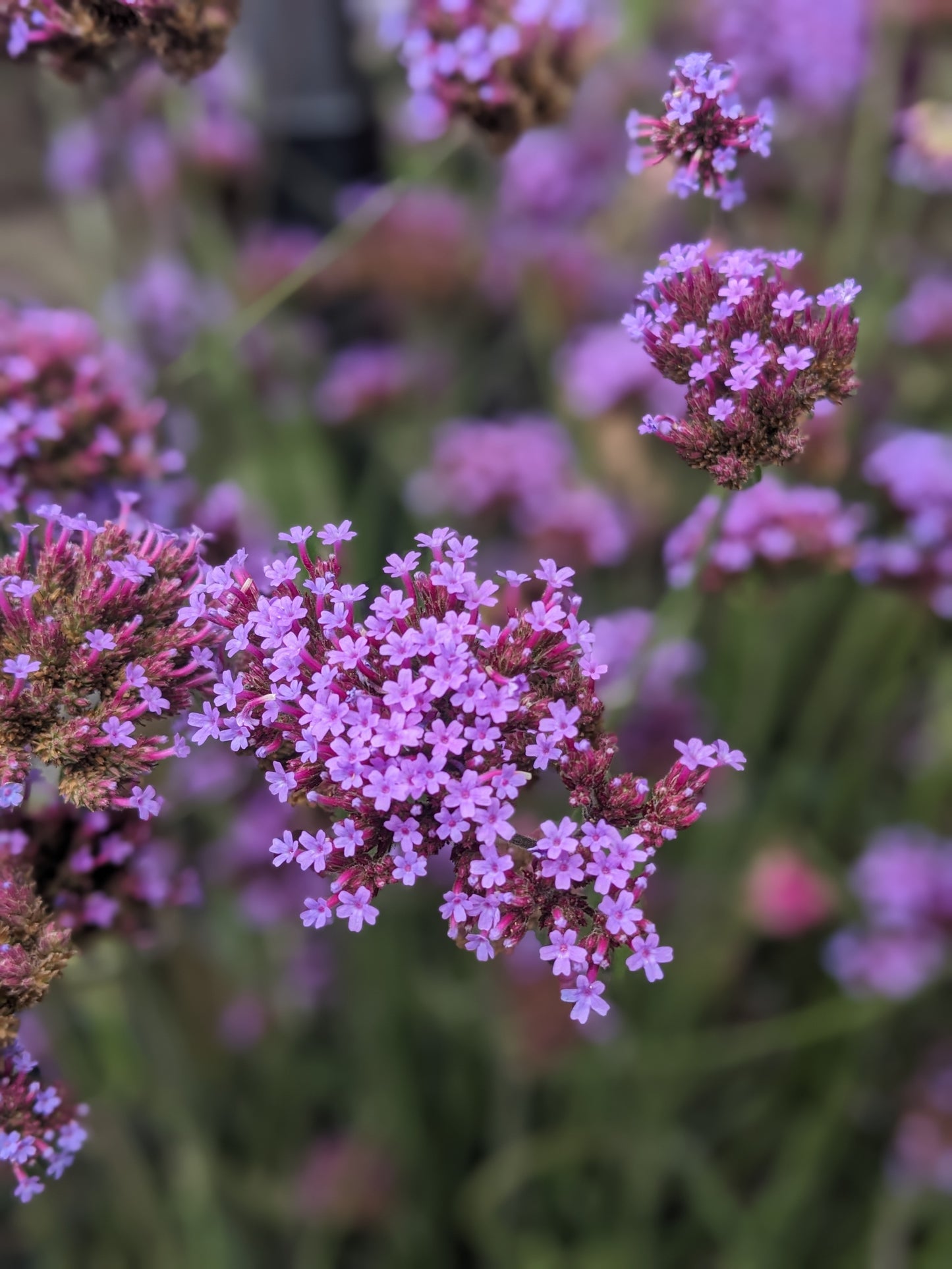 Purpletop Vervain