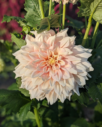 Dahlia - Break Out