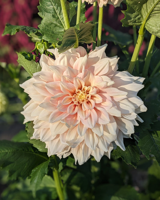 Dahlia - Break Out