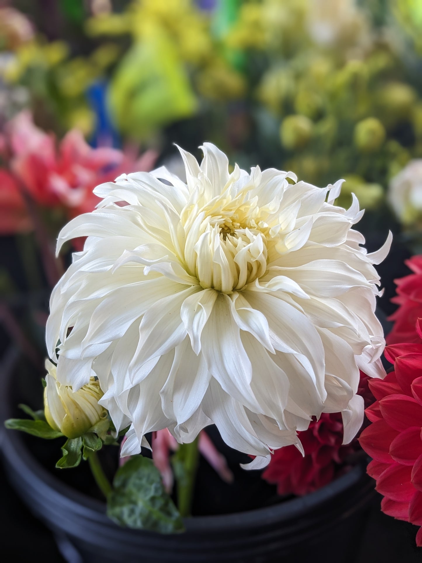 Dahlia - Wyn’s Ghostie