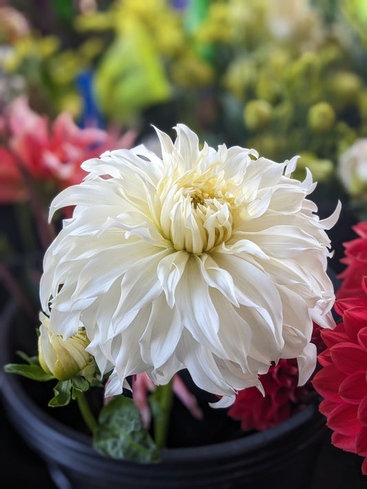 Dahlia - Wyn’s Ghostie