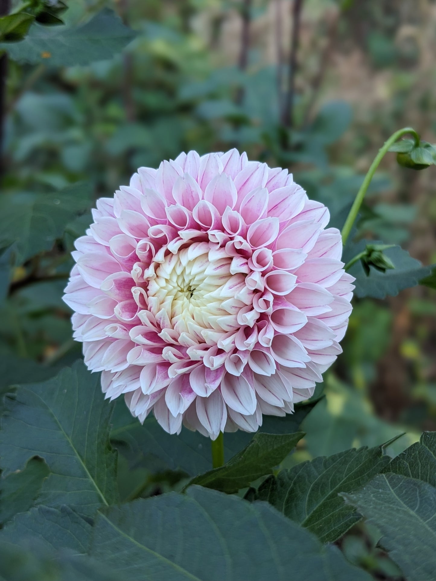 Dahlia - Marshmellow Baby