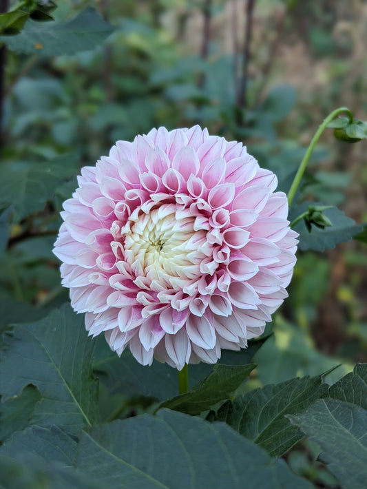 Dahlia - Marshmellow Baby