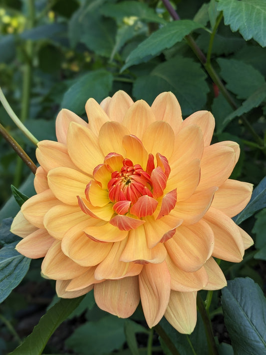 Dahlia - Rancho