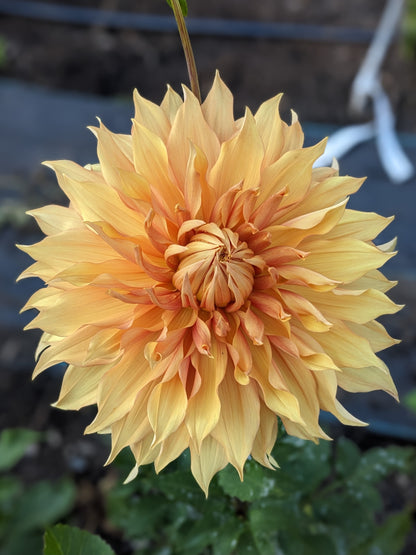 Dahlia - Hamari Gold