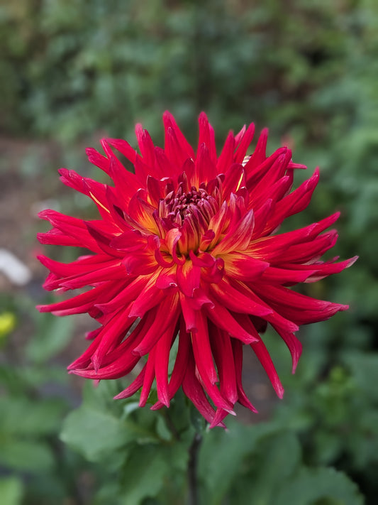 Dahlia - Manhattan Island