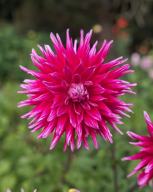 Dahlia - Grand Finale