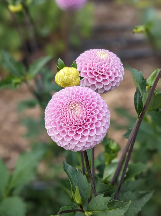 Dahlia - Maaike