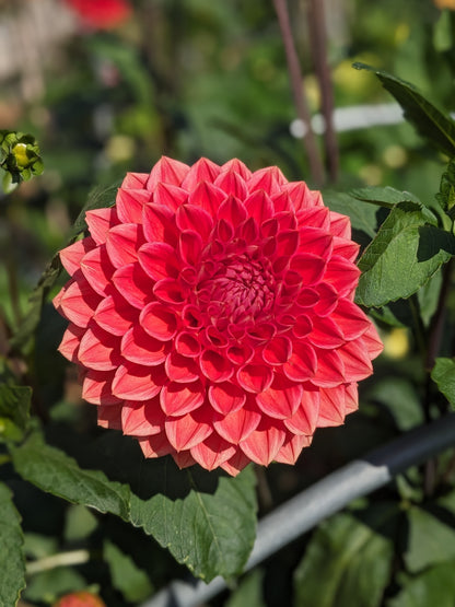 Dahlia - Tempest