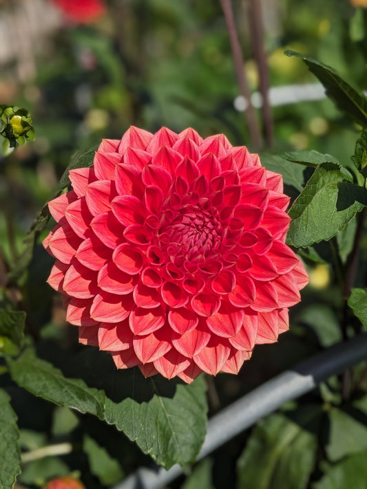 Dahlia - Tempest