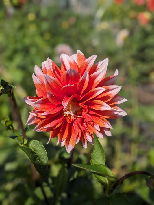 Dahlia - Colour Spectacle