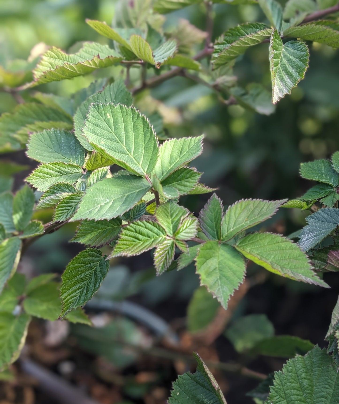 Thornless Blackberry Plant