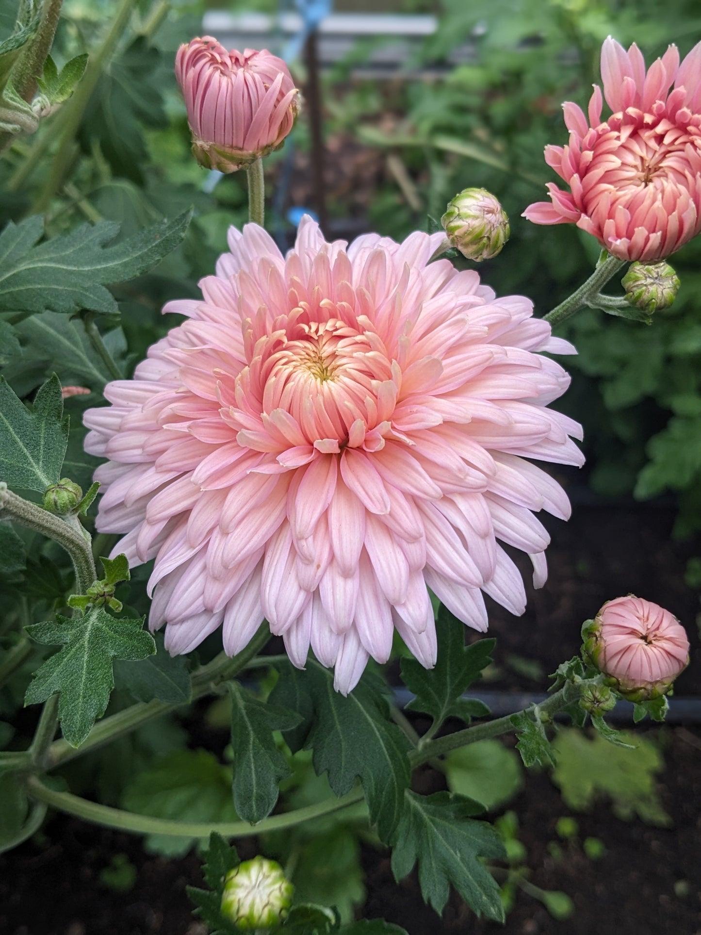 Potted Chrysanthemum - Maxine Charlton