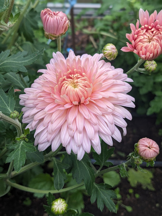 Potted Chrysanthemum - Maxine Charlton