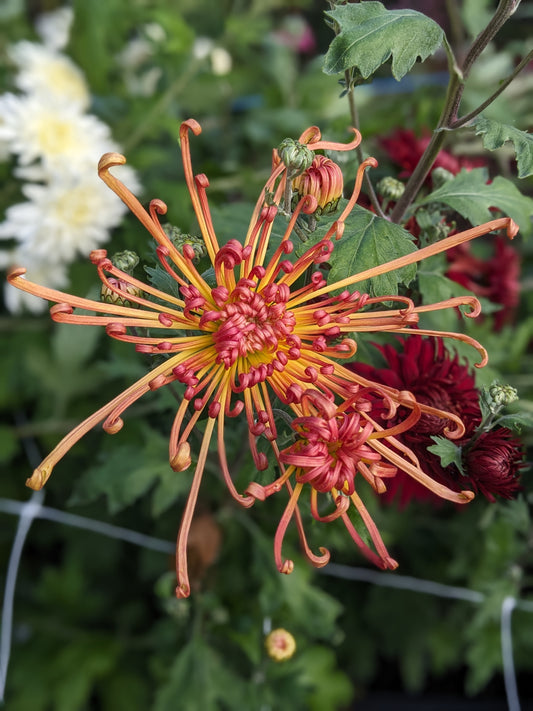 Potted Chrysanthemum - Lava