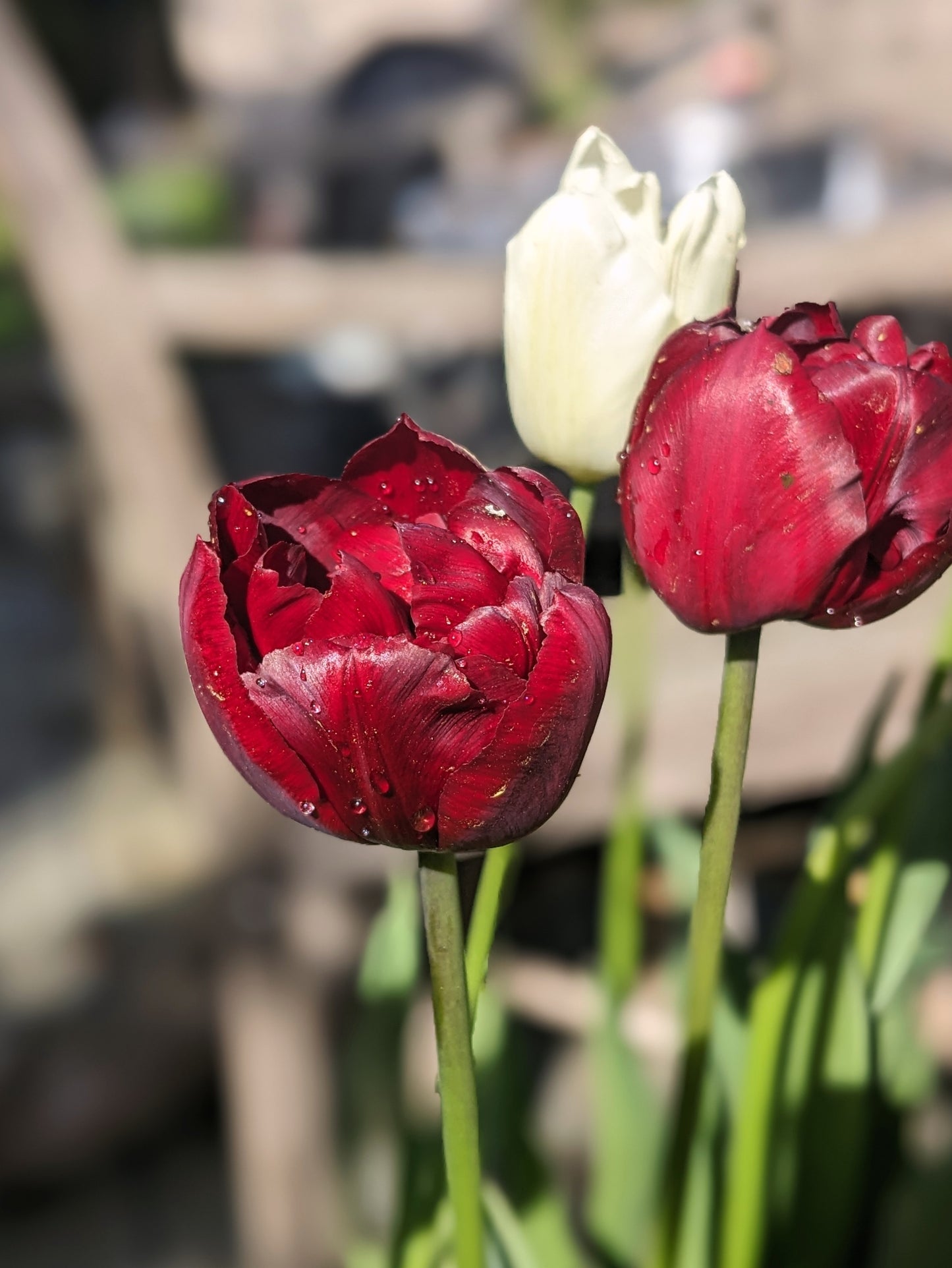 Tulip Palmyra - 10 Bulbs