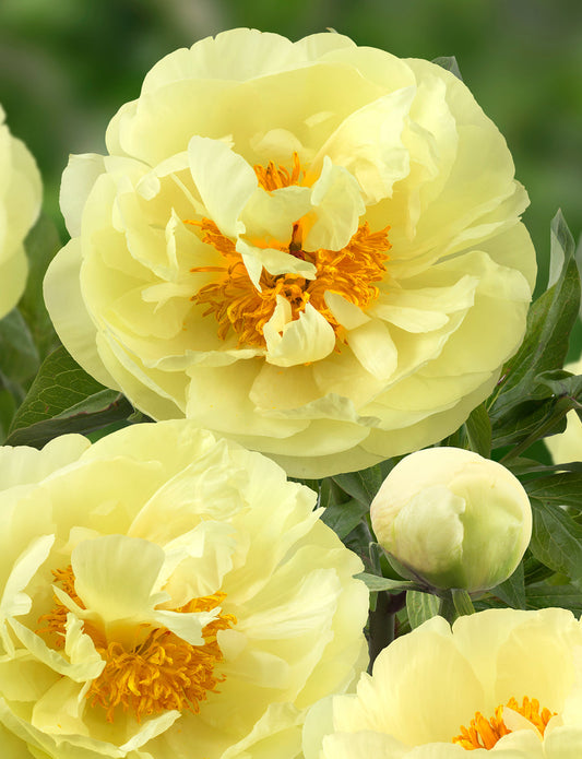 Potted Peony 'Lemon Chiffon'