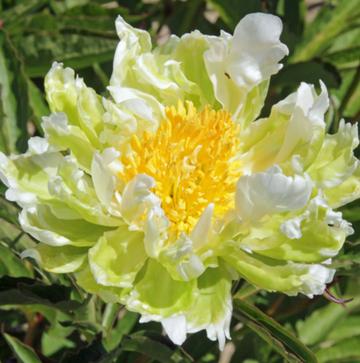 Peony 'Green Halo'