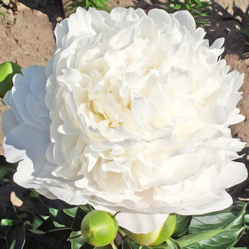 Peony 'Moon Over Barrington'