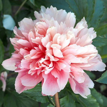 Peony 'Lorelei'