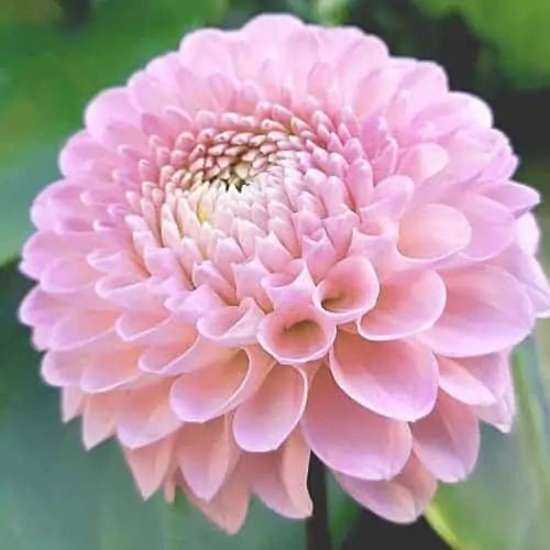 Dahlia Pink Silk