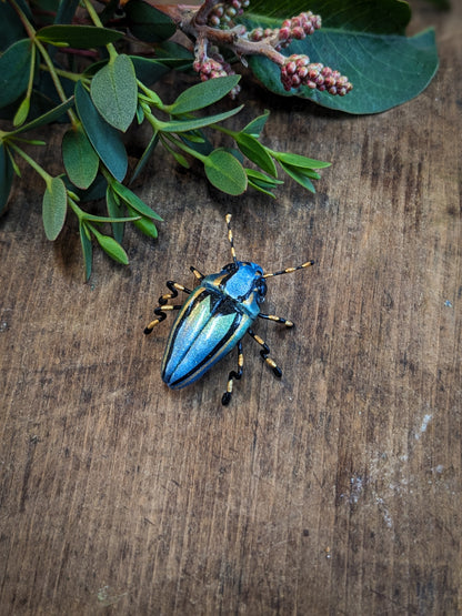 SKINKS Jewelled Insects - Locally Made