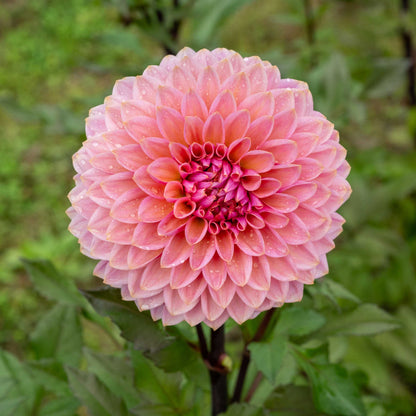 Dahlia Sweet Sanne