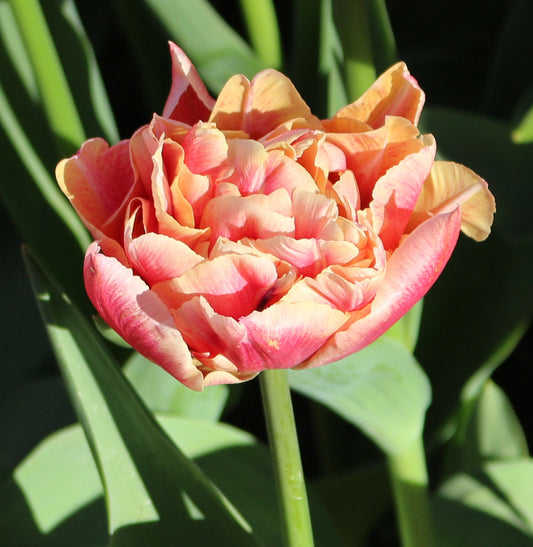 Tulip Verona Sunrise - 10 Bulbs
